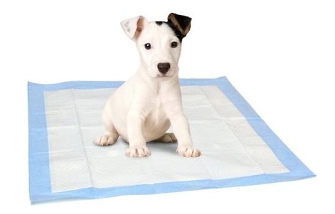 Disposable Indoor Dog Pee Pad 1500mlAbsorbable Pets At Home Puppy Pads M 60x45cm